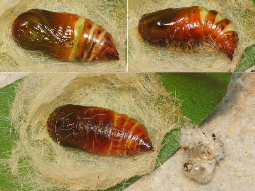 Réf. 217 396 : Calliteara pudibunda